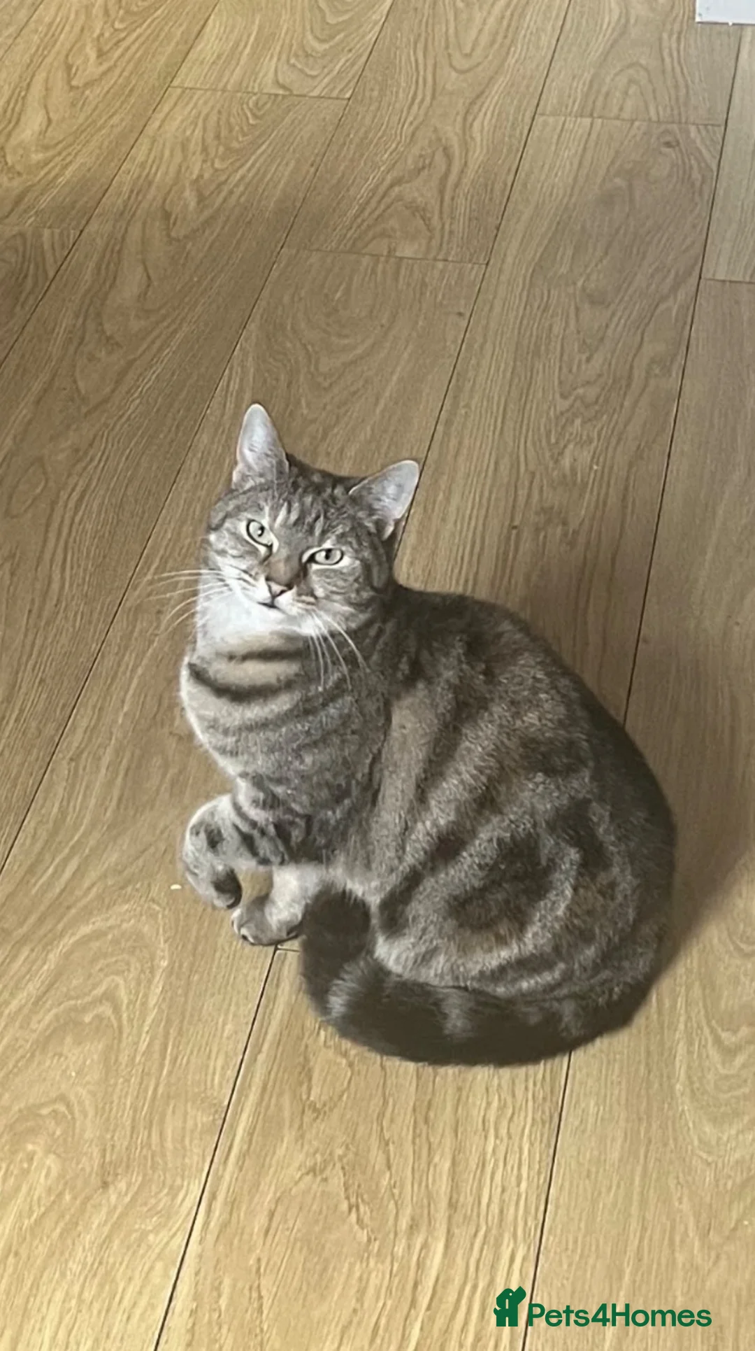 Mixed Breed cats for sale: Tabitha is looking for a new home in Blackburn - Advert 4