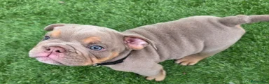 Puppy 2 black