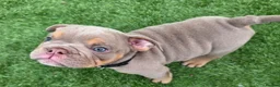 English Bulldog dogs for sale: Rare opportunity- grandpups of Burleybullz Nemesis - Advert 21