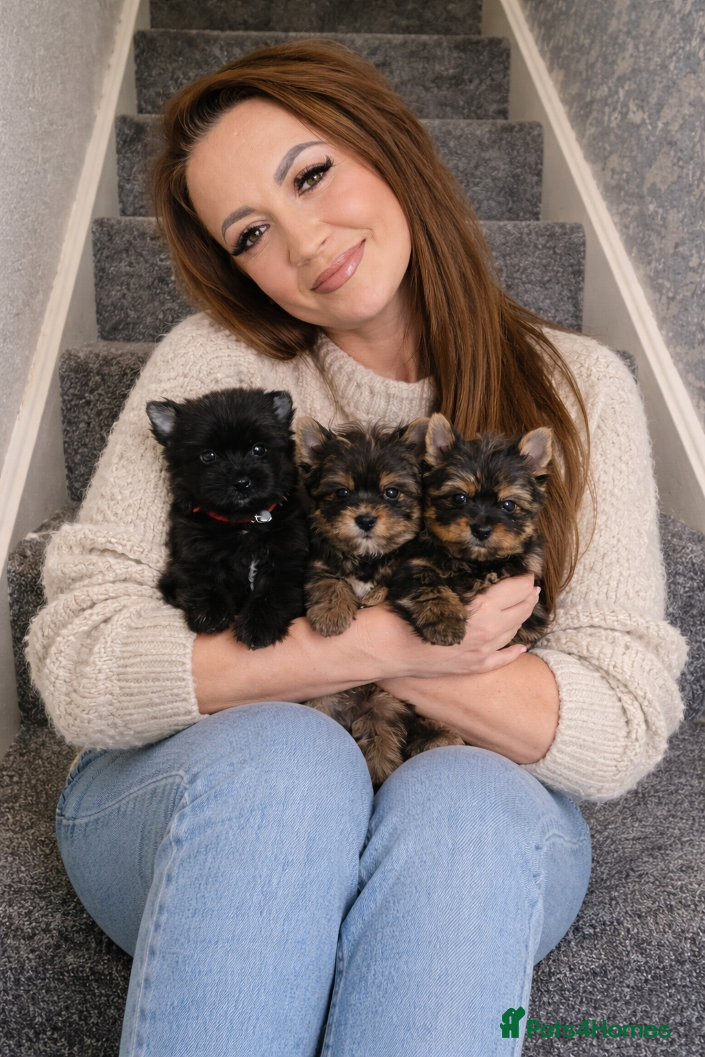 Yorkshire Terrier dogs Yorkshire Terrier  - Advert 4