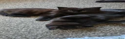 Mixed Breed cats for sale: kittens - Advert 7