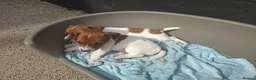Jack Russell dogs for sale: Jack Russell pups for sale  in Bury - Advert 6