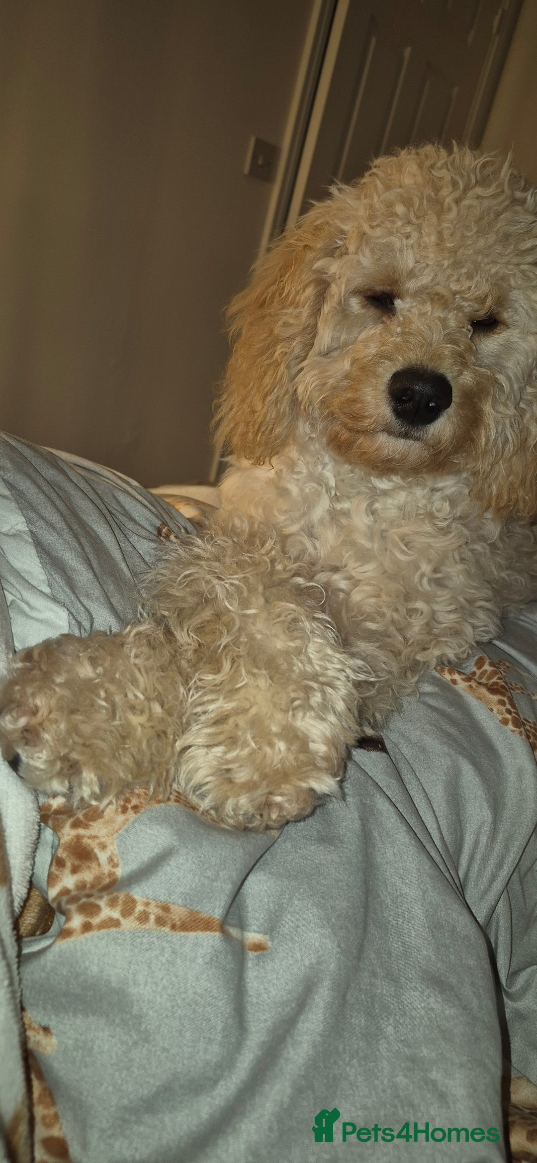 Cavapoo dogs for sale: Cavapoo - Advert 3