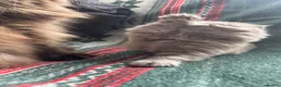 British Shorthair cats for sale: ✨ Stunning TICA Reg British shorthair Kittens - Advert 8
