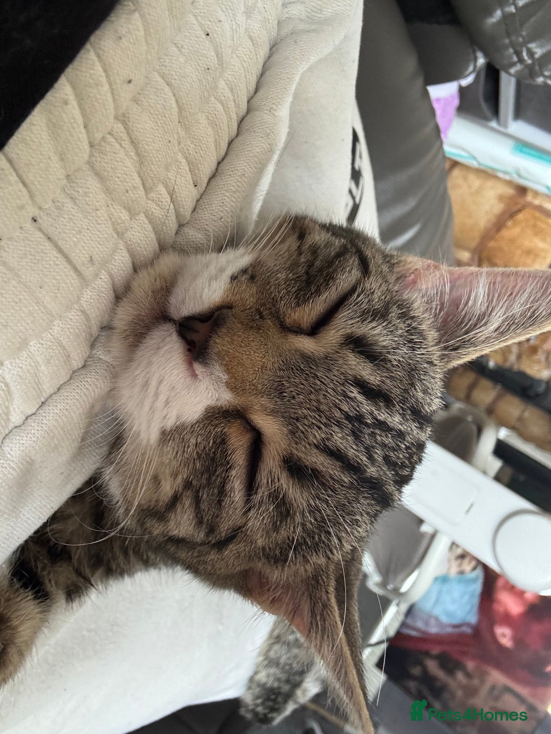 Mixed Breed cats for sale: Biscuit  - Image 3