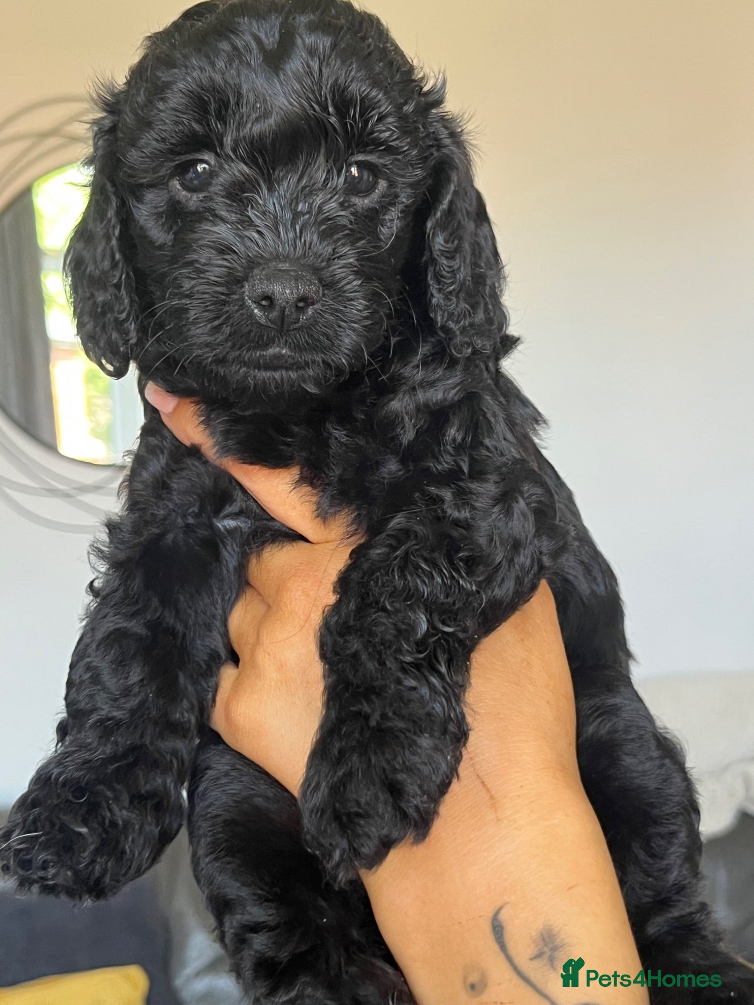 Cavapoo dogs Stunning F1bCavapoo pups Available for Loving Home - Advert 2