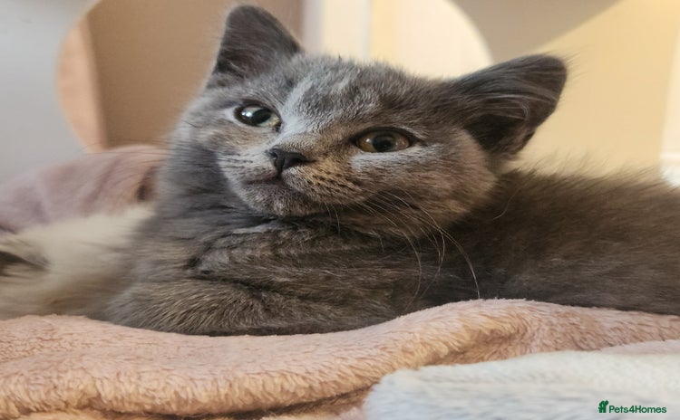 British Shorthair cats - Advert 5