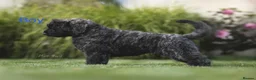 Bouvier Des Flandres dogs for sale: Bouvier des Flandres FCI/ZKwP in West Wickham - Advert 11