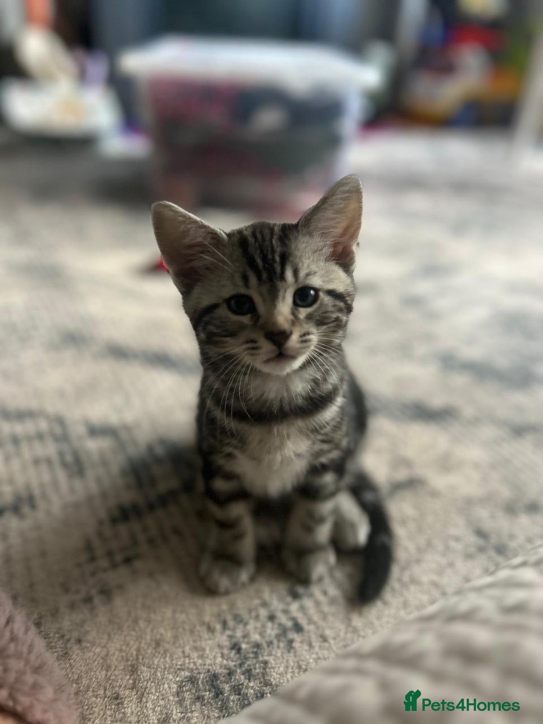 Bengal cats for sale: Bengal Cross Persian 11 week old Kitten for sale - Advert 1
