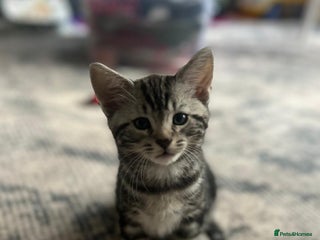 Bengal cats Bengal Cross Persian 11 week old Kitten for sale - Advert 1