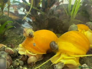 Snails fish - Advert 11