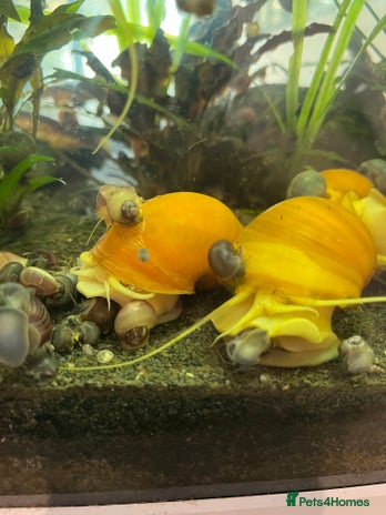 Snails fish - Advert 1