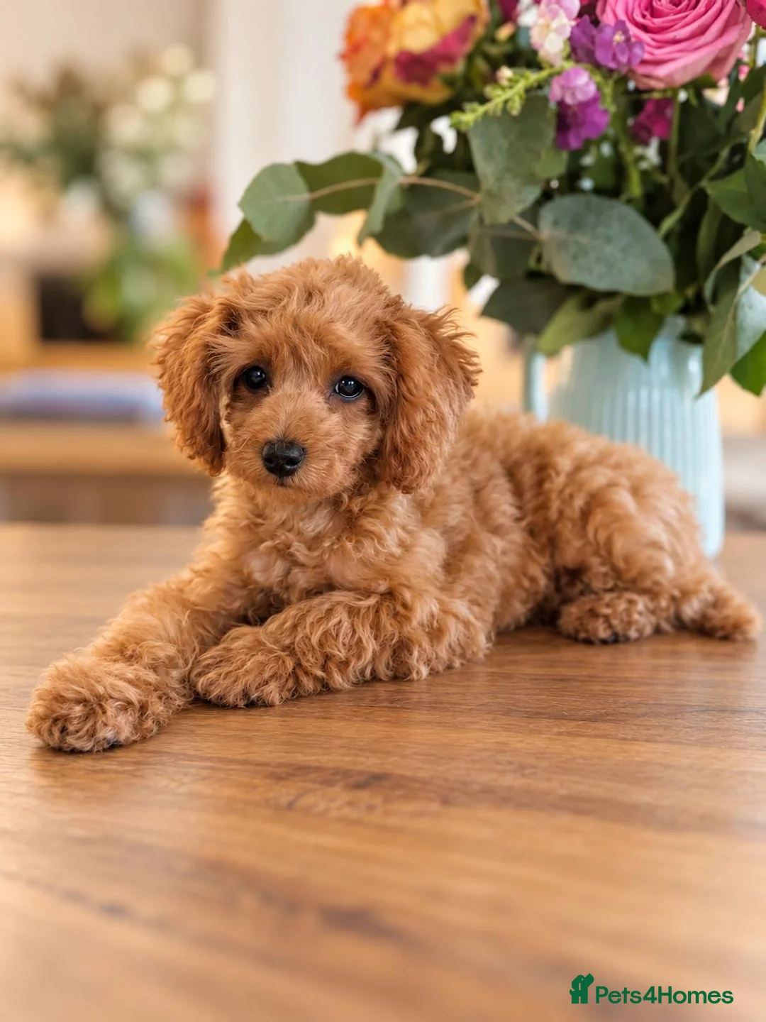 Cockapoo dogs for sale: 1 female Cockerpoo fully vaccinated  - Advert 2