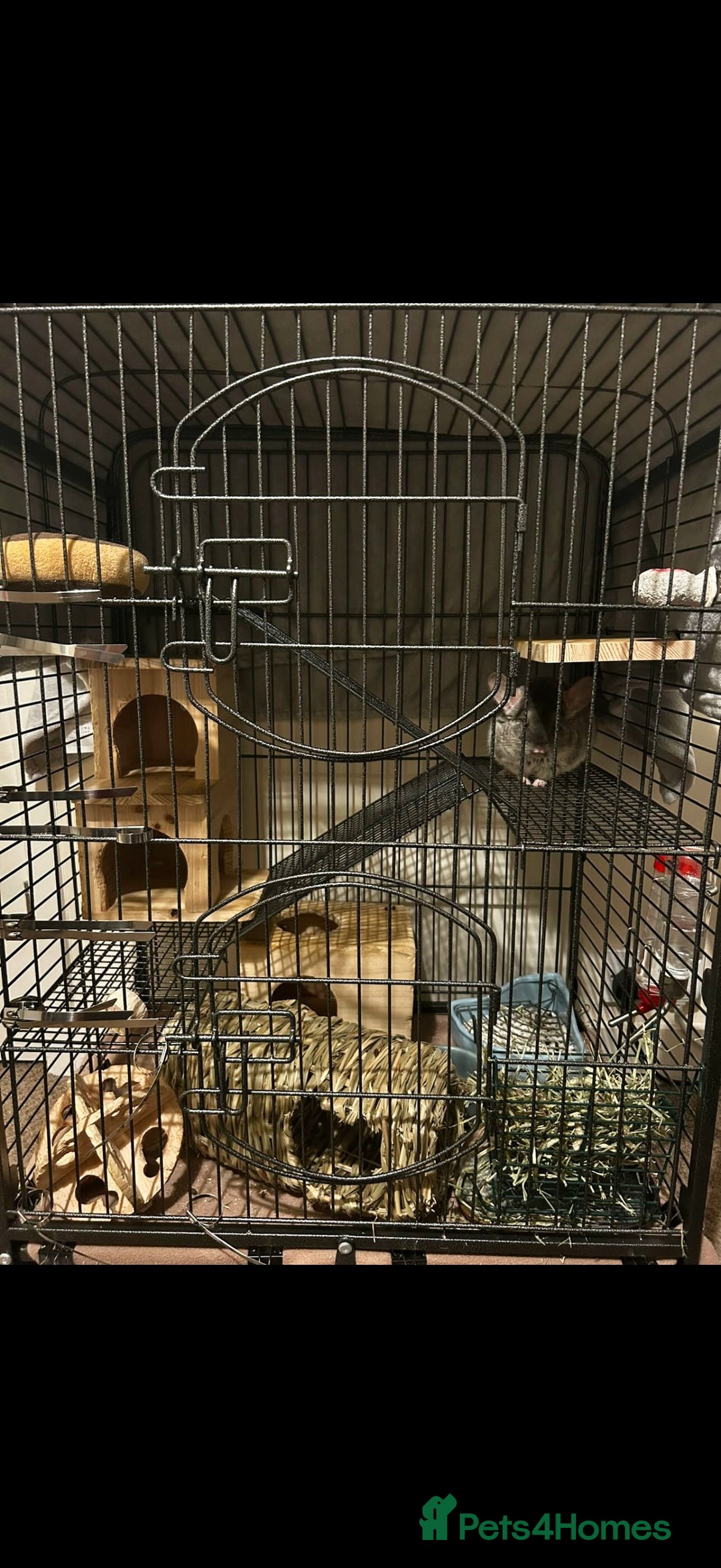 Chinchilla rodents for sale: Beige Chinchilla Boy - Advert 4