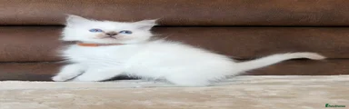 Hunter