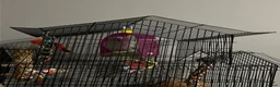 Parrots birds for sale: Beautiful Grey Indian Ringneck for Sale - Advert 3