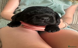 Cocker Spaniel dogs for sale: Beautiful Cocker Spaniel Puppies - Image 19