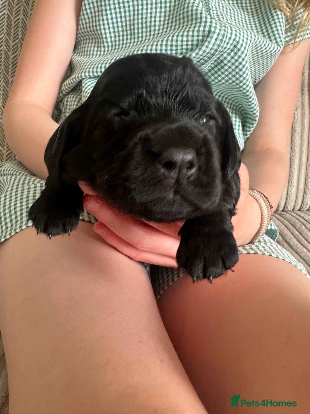 Cocker Spaniel dogs for sale: Beautiful Cocker Spaniel Puppies - Image 19