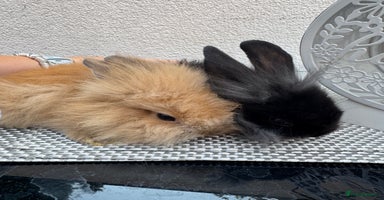 Lionhead rabbits - Advert 12
