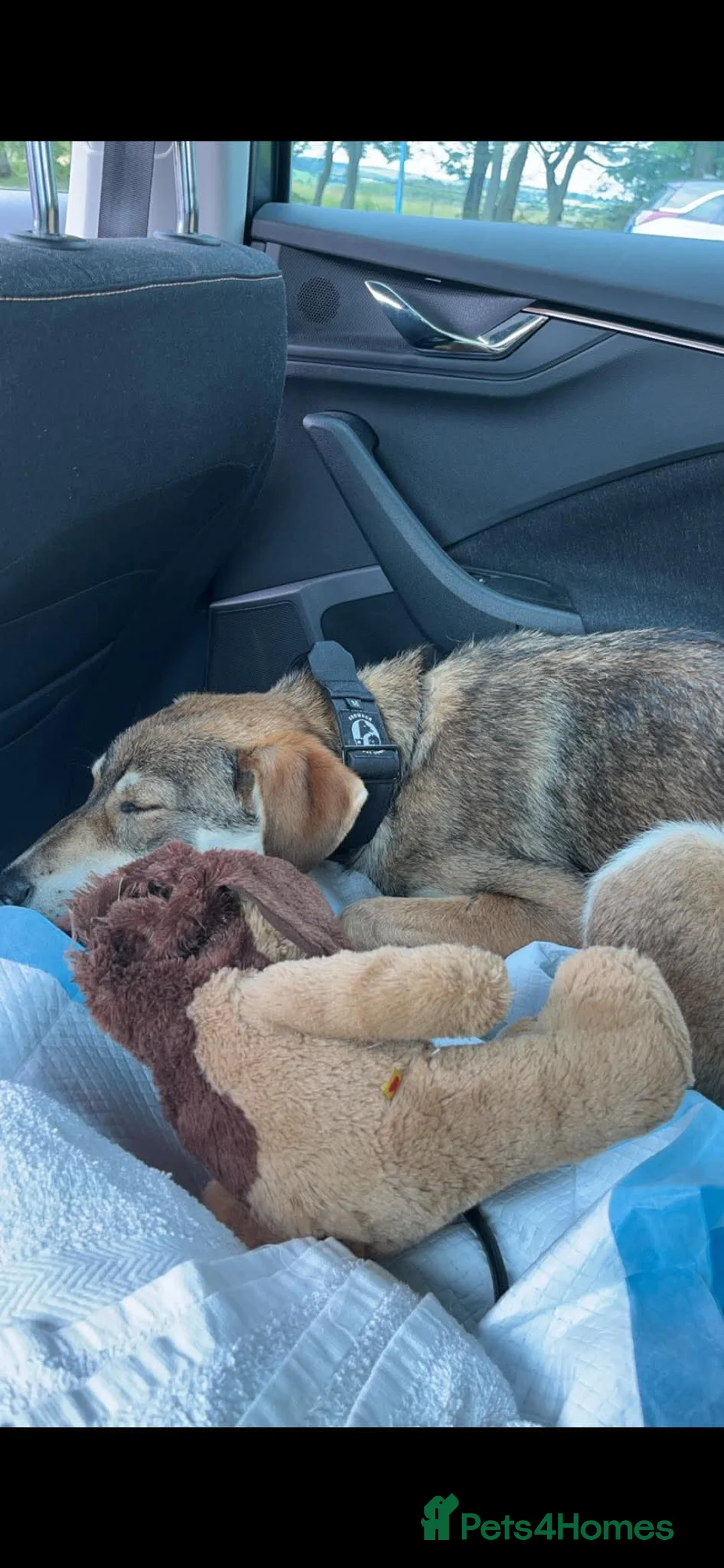 Mixed Breed dogs for adoption: Zima needs a new home in Irvine - Advert 10