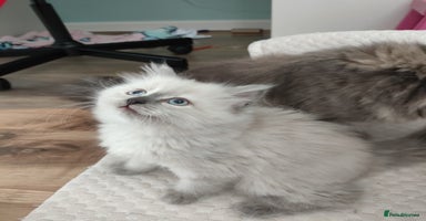 Siberian cats - Advert 3