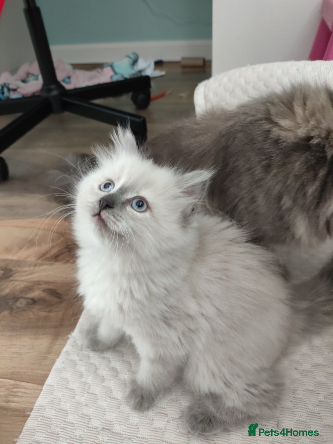 Siberian cats for sale: Siberian Neva Masquerade kittens - Image 3