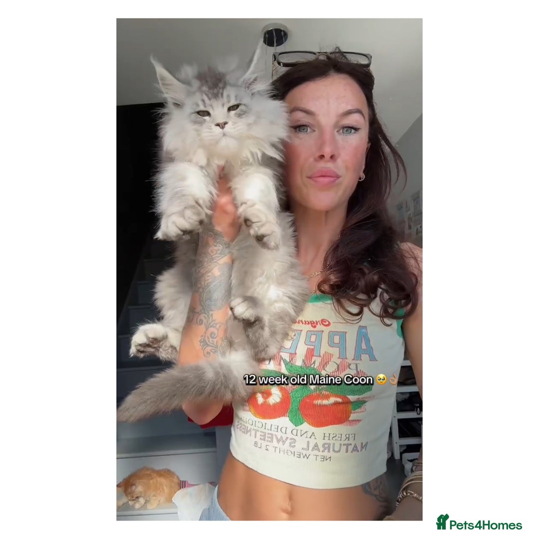 Maine Coon cats for sale: Russian Import Maine Coon Kittens  - Advert 8