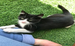 Mixed Breed cats for sale: 2 boys Available today 30/8/25 - Image 10