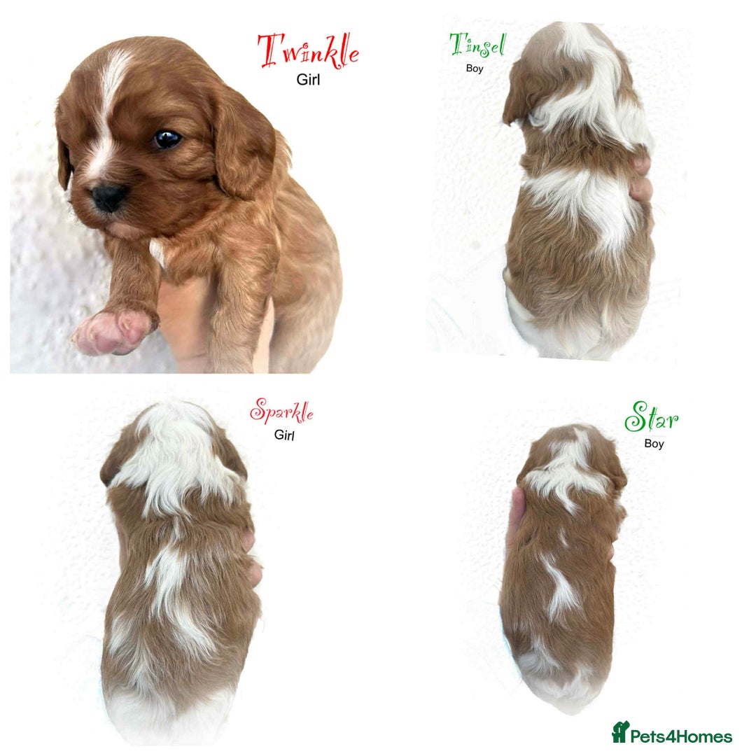 Cavalier King Charles Spaniel dogs for sale: Beautiful Cavalier King Charles Puppies - Advert 10