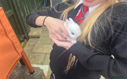 Netherland Dwarf rabbits for sale: Dwarf Bunnies - Image 9