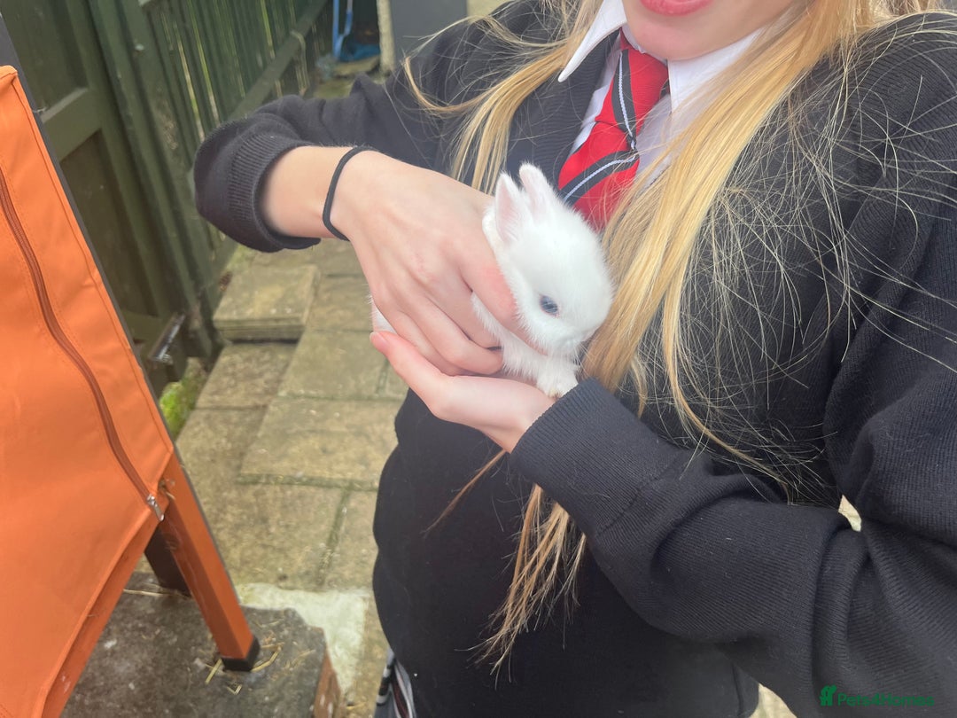 Netherland Dwarf rabbits for sale: Dwarf Bunnies - Image 9