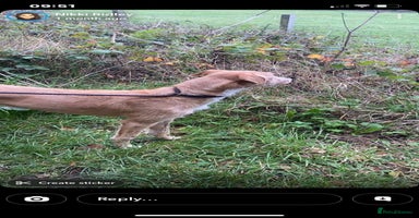 Lurcher dogs Saluki bull deerhound  - Advert 15