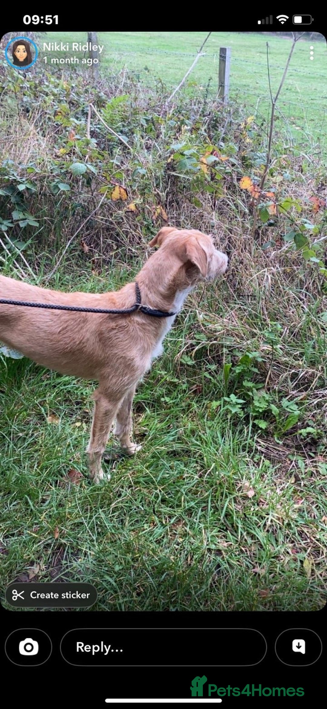 Lurcher dogs for sale: Saluki bull deerhound  - Advert 3