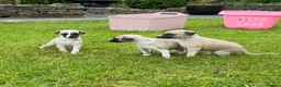 Whippet dogs for sale: Stunning Fawn Whippet Pups  in Winkleigh - Advert 13