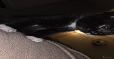 Mixed Breed cats - Advert 11