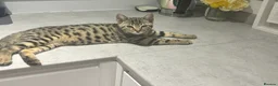 Mixed Breed cats for sale: Half Bengal Half British short hair female in Northampton - Advert 3