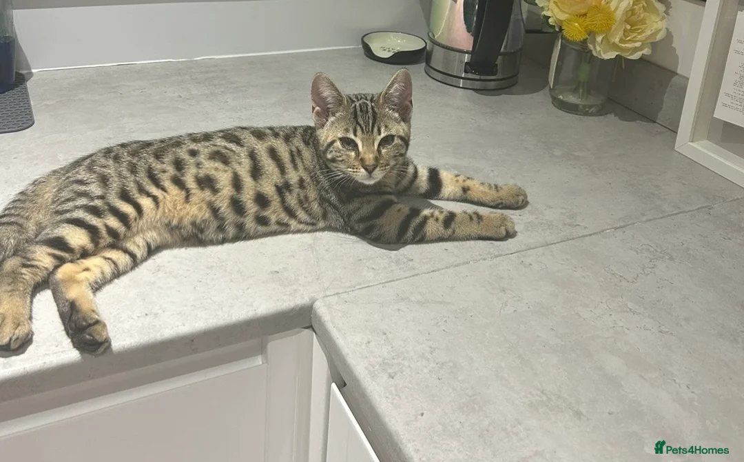 Mixed Breed cats for sale: Half Bengal Half British short hair female in Northampton - Advert 3