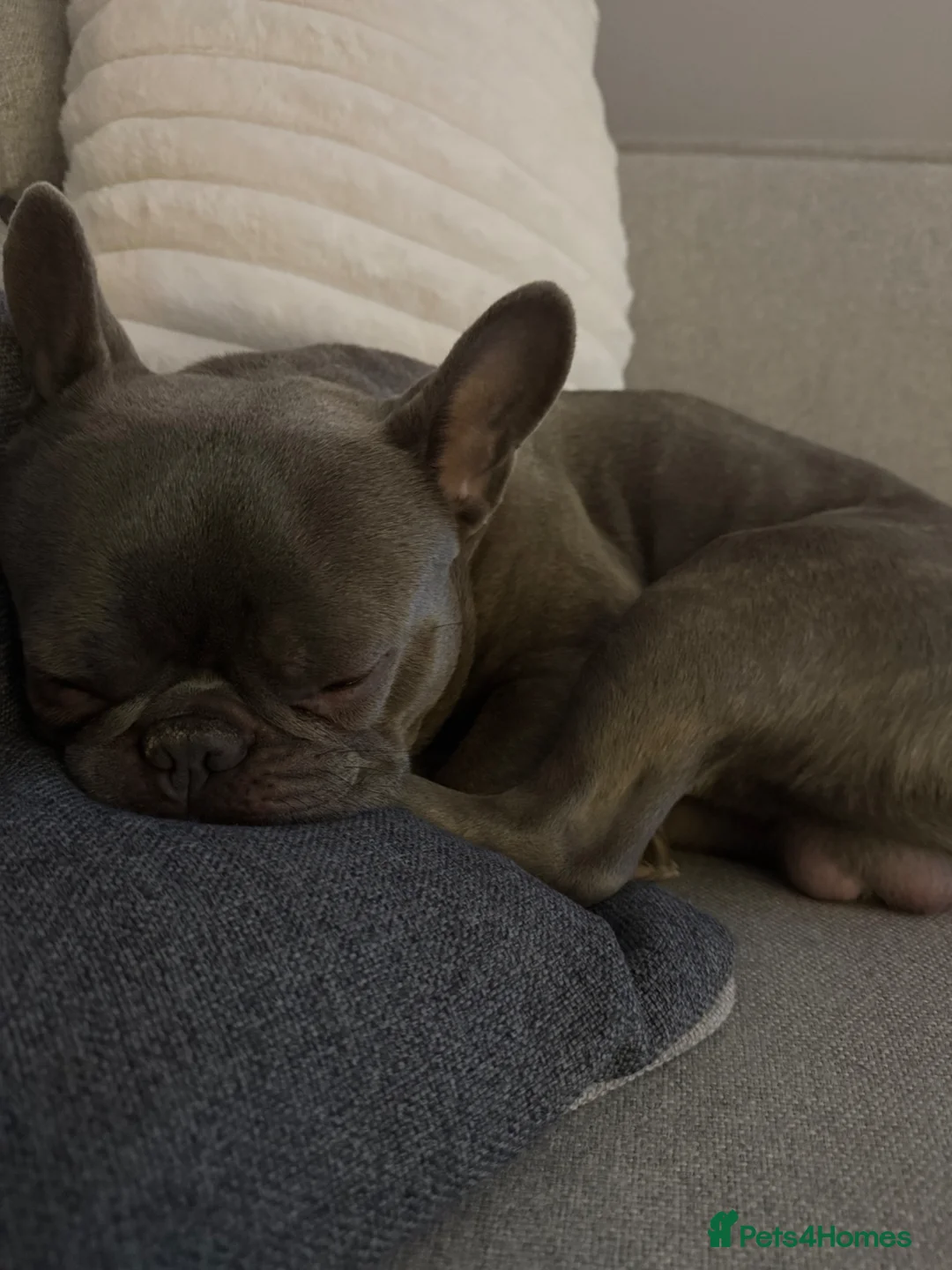French Bulldog dogs for stud: Male French bulldog for stud.. ready now  - Advert 2