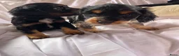 Cocker Spaniel dogs for sale: Blue&Lemon Roan Show Type English cocker puppies  - Advert 14