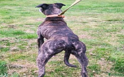 Mixed Breed dogs for sale: Lurcher puppies  - Image 19