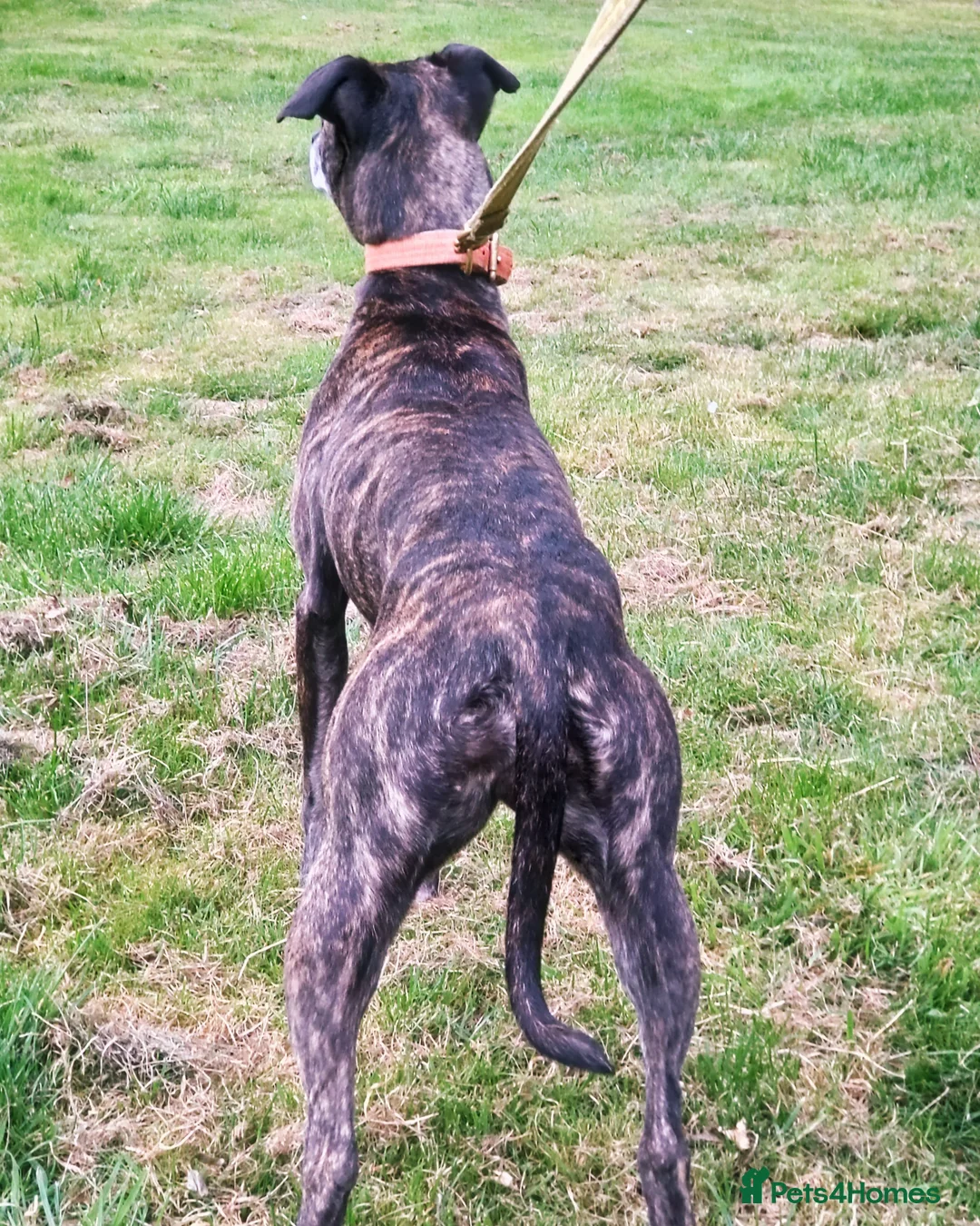 Mixed Breed dogs for sale: Lurcher puppies  - Image 19