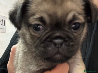 Pug dogs Beautiful Girl Pug - Advert 1