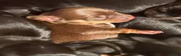 Dachshund dogs for sale: Beautiful dachshunds  - Advert 3