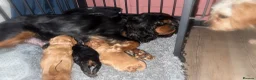 Cavapoo dogs for sale: F1b cavapoo - Advert 10