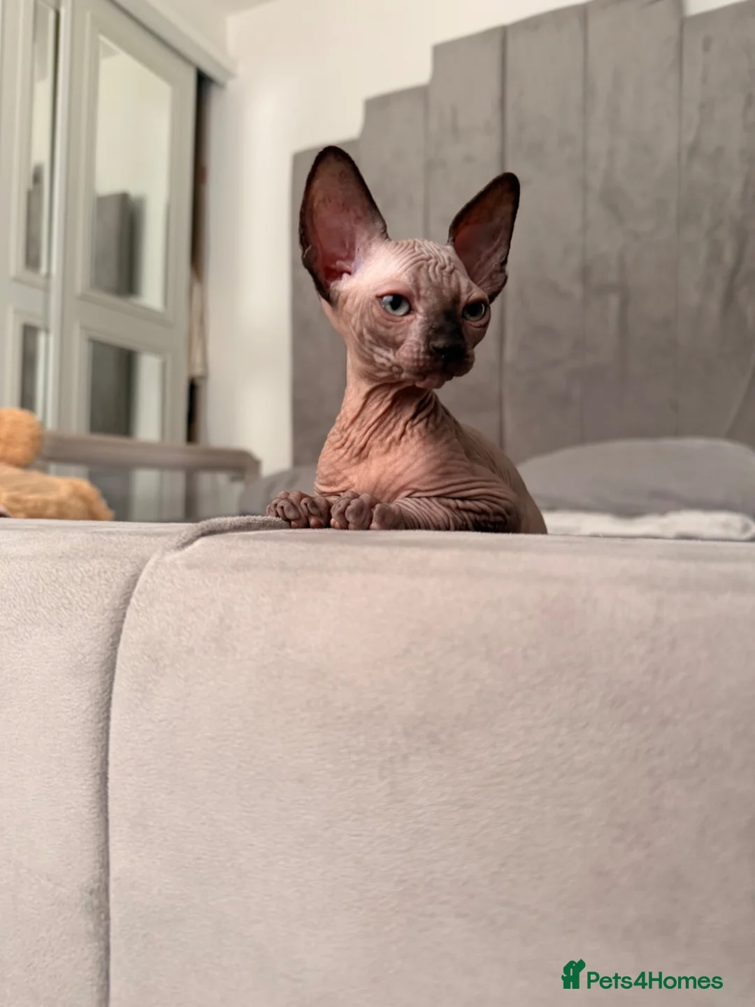 Sphynx cats for sale: !🌺🫶 Ready NOW!! - Advert 2