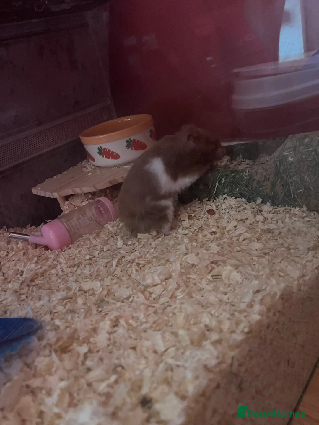 Hamster rodents for sale: Syrian hamster and set up - Advert 4