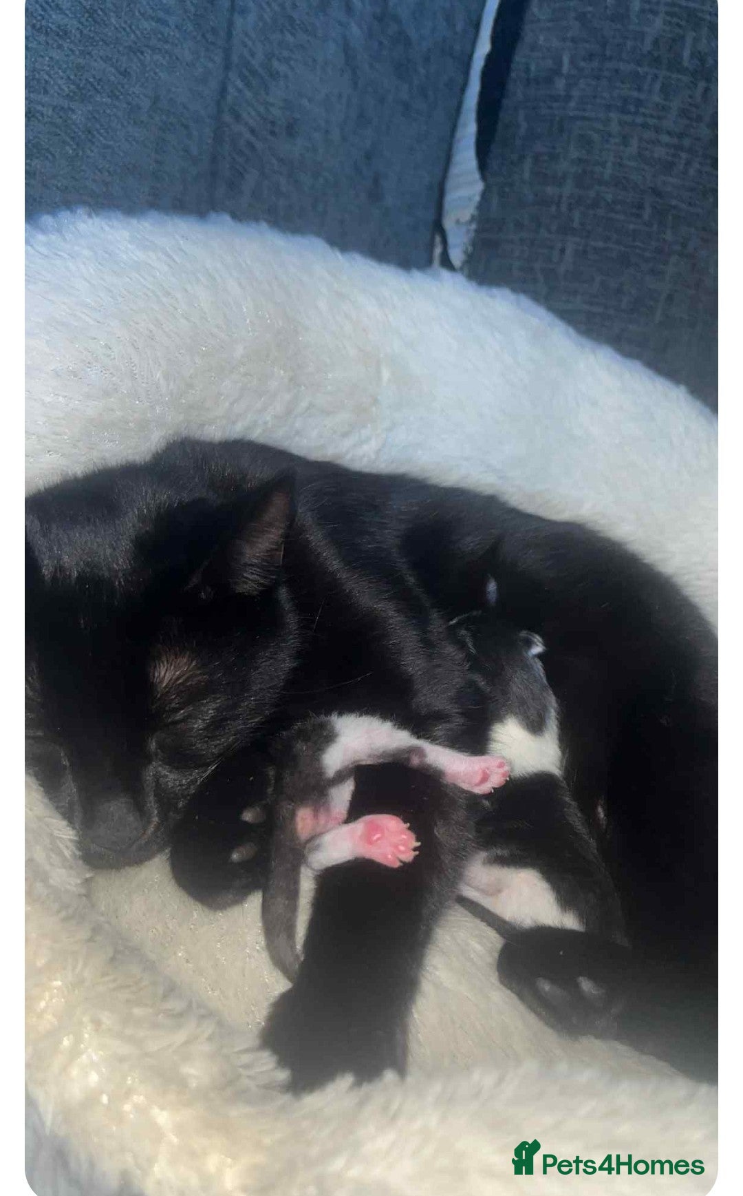 Mixed Breed cats for sale: 2 lovely kittens - Advert 1