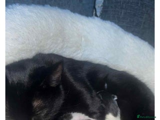 Mixed Breed cats 2 lovely kittens - Advert 2