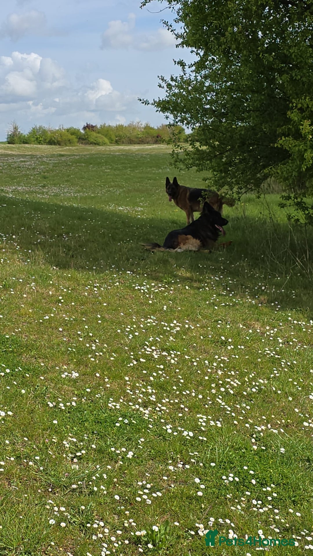 German Shepherd dogs for sale: Germany Shepherd pups - Image 5