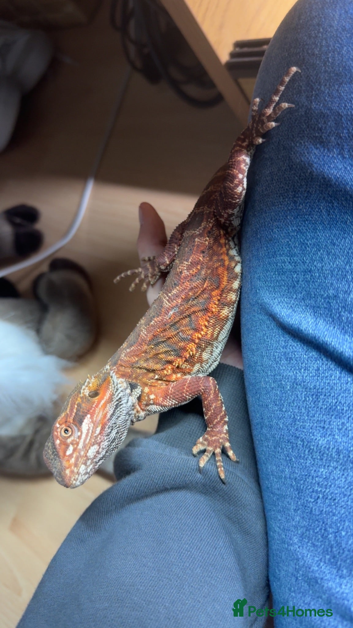 Bearded Dragon reptiles 2 bearded dragons / leopard gecko - Advert 1